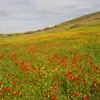 issam.koulfi