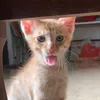 cholibi_0_0