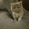 manon_555