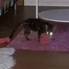 shorloc