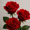 rachisihs5e