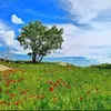 abumnael