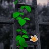 monyadelory