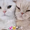 hhhhhha2000