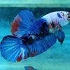 betta_odp