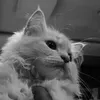 hakiw_9298