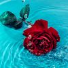 mdshakilhossain4353