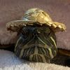 kaylin_thee_turtle