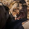 lioness_x81