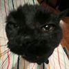 cat_boom22