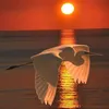 sommer_18622