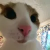 frosia_cheeps00