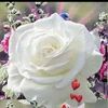 amar.yousef179
