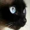 blackmmemories