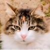 jota.cat