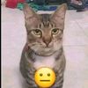 iamalimmm
