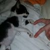 gatitoschiq