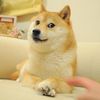 legendary_doge2