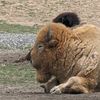 gingerbuffalo716