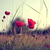 _____queen_jenny____
