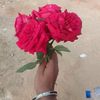 md.halim0127