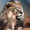 lionking200898