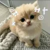 taoxanhcutti