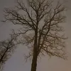 deadguruchi