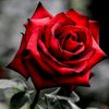 abu.alaa974