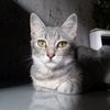 winasheva