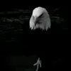 _0c0r