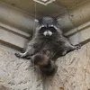 unclecoon8