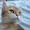 bistradrinacattery