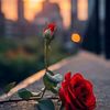nournournour172