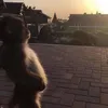 wtflannz