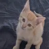 sofipoter