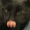 mrloup_