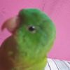 _e3ilian00.p