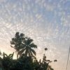 pudji_rx11