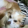 kakotann