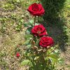 suzan_ali7