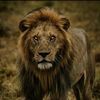 _garaad
