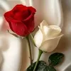 user58157441335084