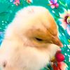 chicken_alain