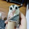 sugarglider