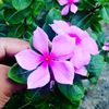 rabeya12345677