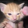 phanminhduc239