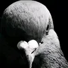 tik.tok_bot6