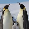 luckypenguin01