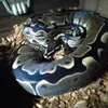 ivy.snake1